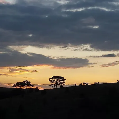 Wild Nest Rabbit Lux *