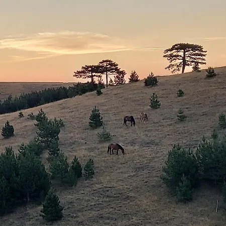 度假居 Wild Nest Rabbit Lux *