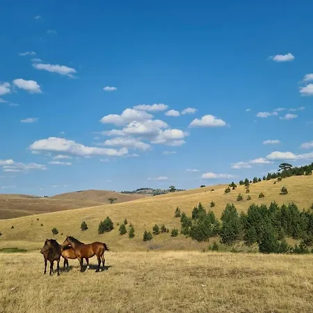 Wild Nest Rabbit Lux * 兹拉蒂博尔