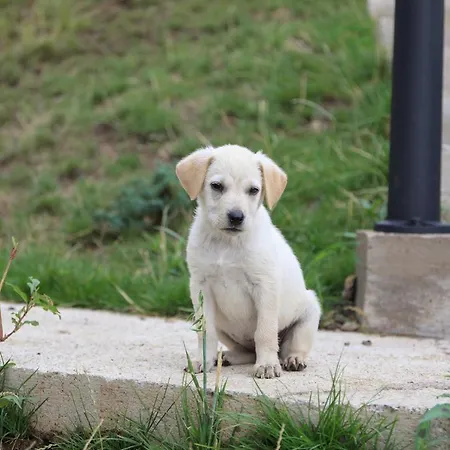 Wild Nest Rabbit Lux 度假居