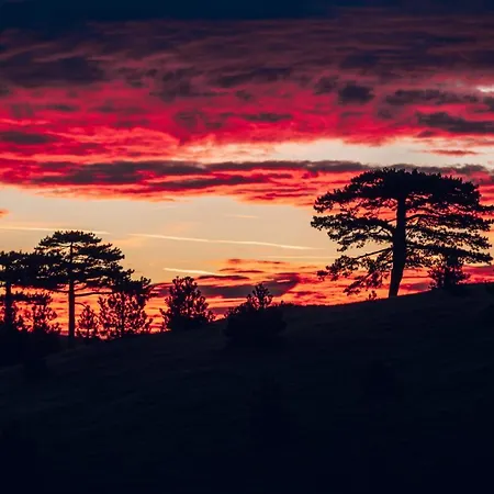 Wild Nest Rabbit Lux