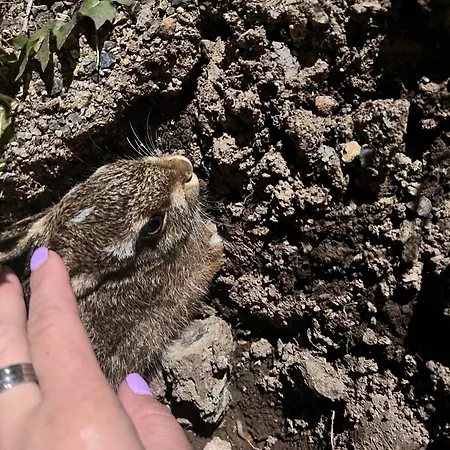 Wild Nest Rabbit Lux *