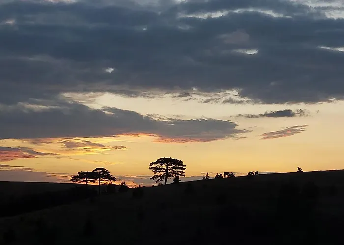 Wild Nest Rabbit Lux *