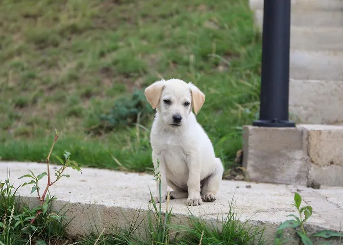 Wild Nest Rabbit Lux Дом отдыха