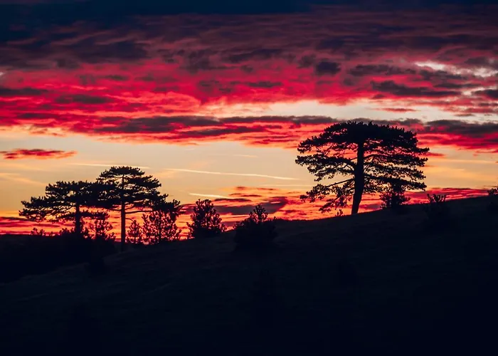 Wild Nest Rabbit Lux