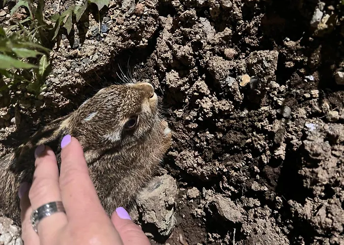 Wild Nest Rabbit Lux *