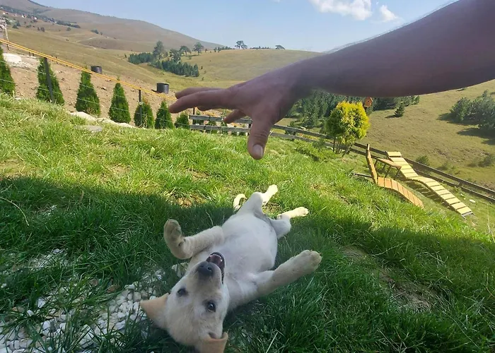 Wild Nest Rabbit Lux